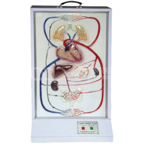 Сердечно-сосудистая электрическая модель