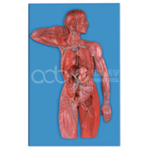 Модель лимфоидной системы