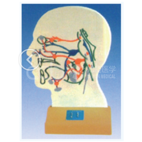 Электрическая модель парасимпатической нервной системы мозга