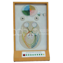 Визуальная коммуникация: модель моторного отражения света от ученика