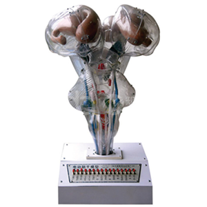 Модель электрического ствола мозга с голосовым подсказком