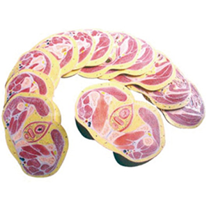 Анатомическая модель среза таза у женщины