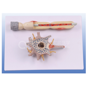 Модель усиления нейронов