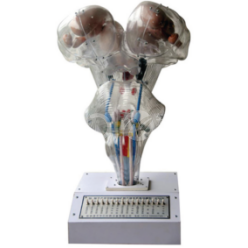 Мозг, мозговое сечение, стереоскопическое соотношение нервного ядра мозга электрическая модель