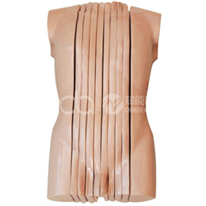 Анатомическая модель вертикального среза мужского туловища