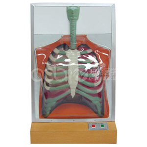 Электрическая модель дыхательного движения человека