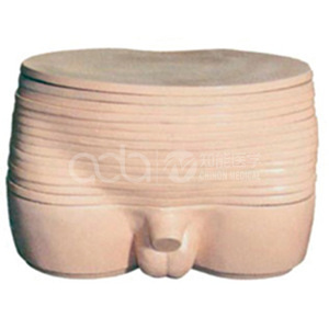 Анатомическая модель поперечного разлома таза у мужчин