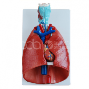 Модель горла, сердца, лёгких