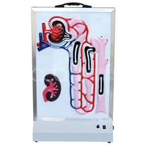 Динамическая модель мочи