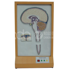 Модель циркуляции спинномозговой жидкости с электрическим воздействием