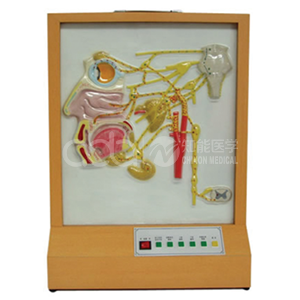 Электрическая модель распределения автономных нервов кожи головы и лица