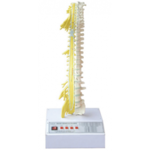 Связь между позвоночной костью и электрической моделью спинного нерва