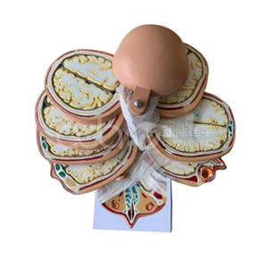 Модель горизонтального сечения головного мозга человека